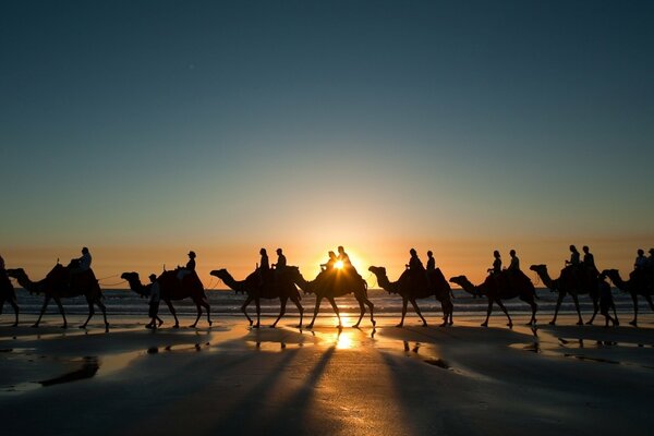 Carovana di cammelli al tramonto nel deserto