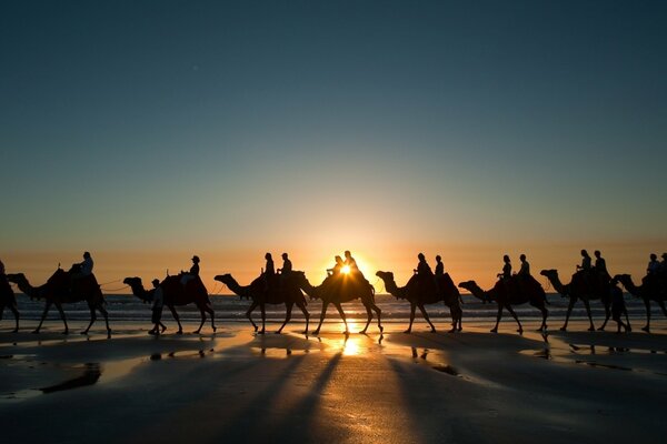 Karawana wielbłądów o zachodzie słońca na pustyni