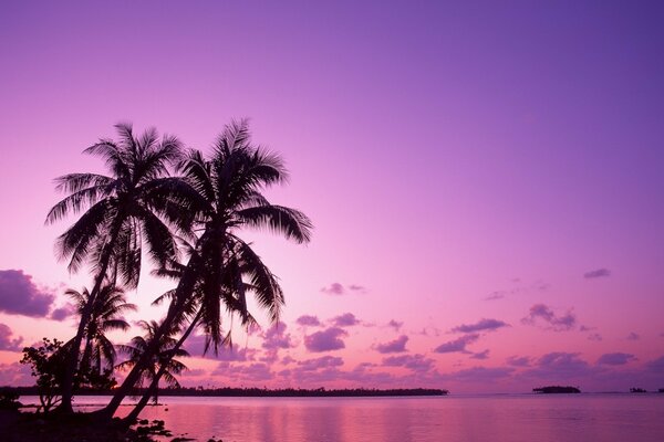 Palm trees against a pink sunset