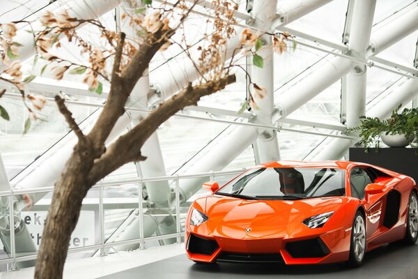 Orange Lamborghini aventador Auto