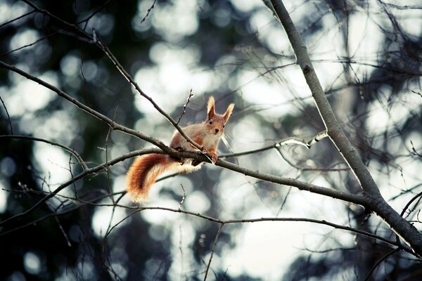 Eichhörnchen auf einem Ast im Wald
