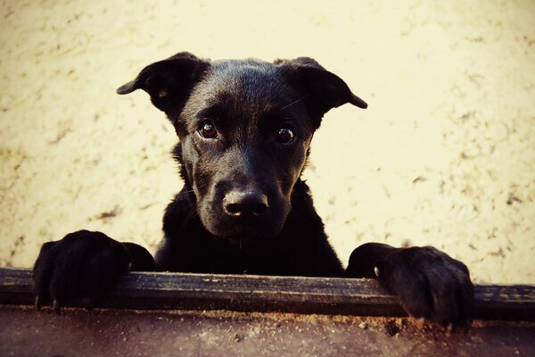 Der hingebungsvolle Blick des Hundes