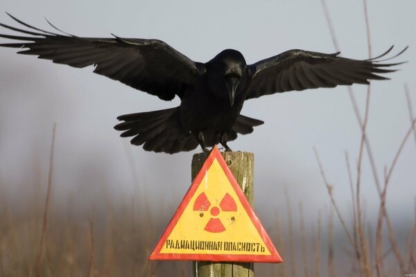 The radiation zone is a dangerous zone crows always fly there