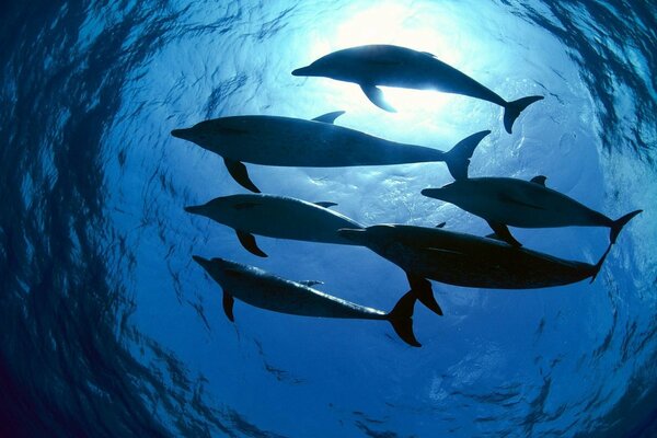 Delfines a la luz del agua de mar