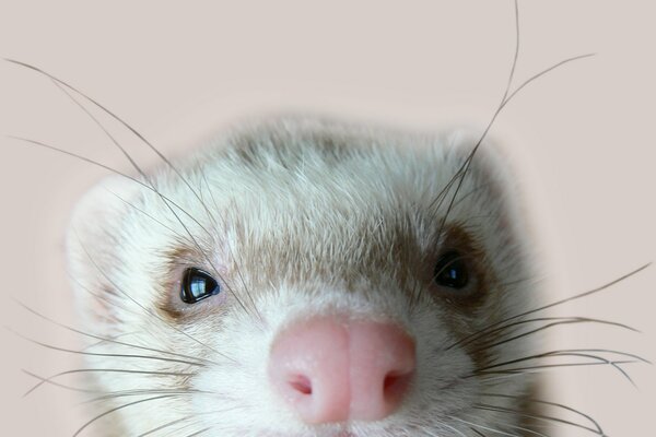 A ferret with sleepy eyes