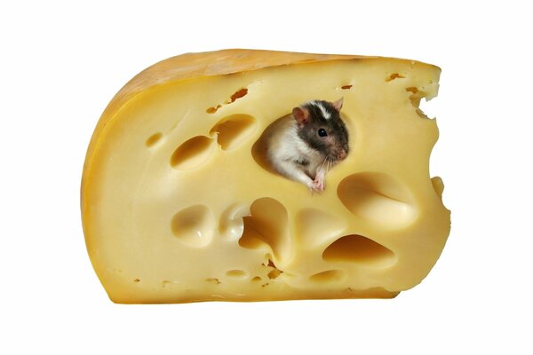 A mouse in a piece of cheese