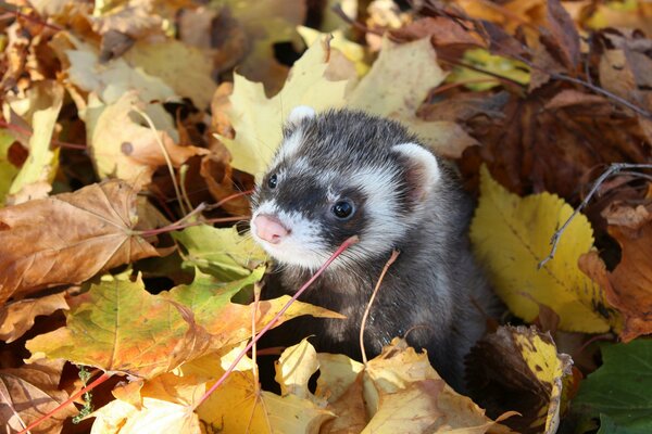 Furetto nella caduta delle foglie d autunno