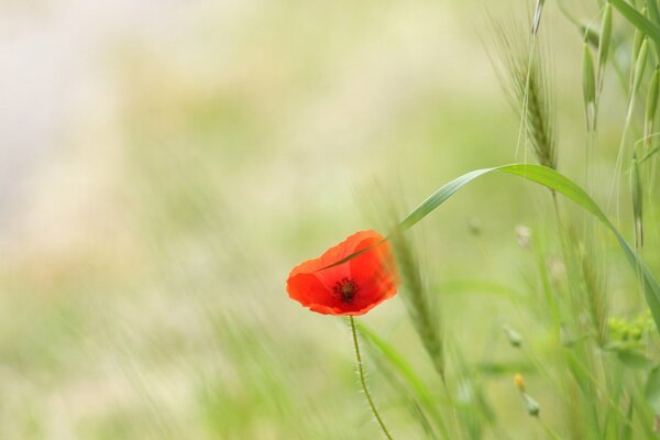 Coquelicot fleur rouge vert