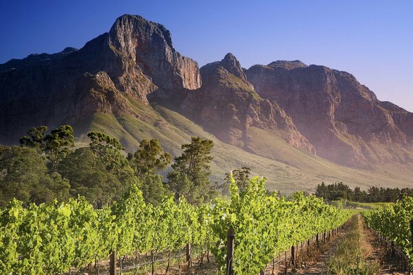 A green vineyard among high mountains