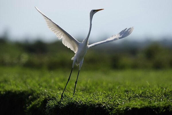 Danza del pájaro en la hierba