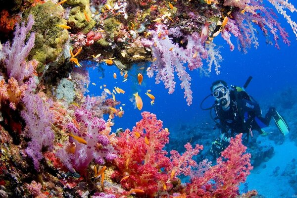 Eine faszinierende Unterwasserwelt mit dem Blick eines Tauchers
