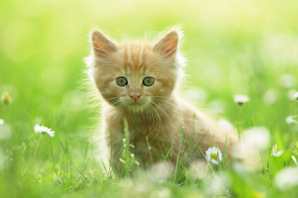 A red kitten hunts in the green grass on the field