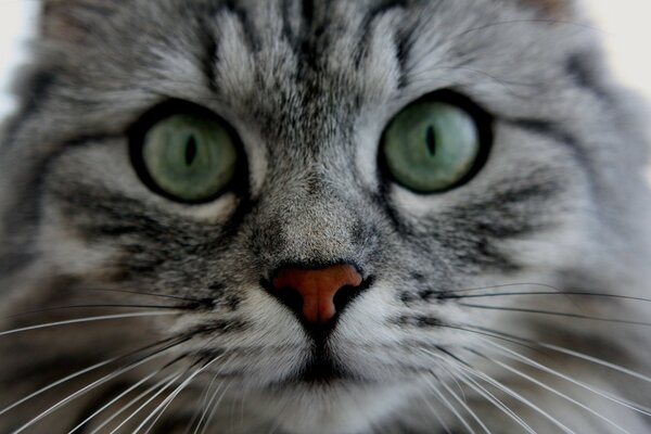 Beautiful fluffy cat close-up