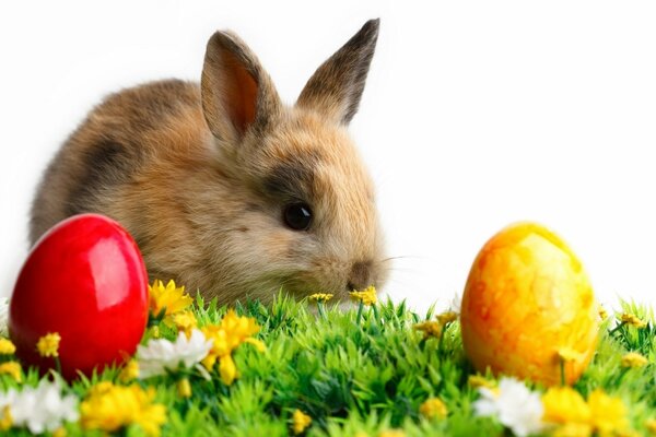 Lapin de Pâques et les oeufs dans la clairière