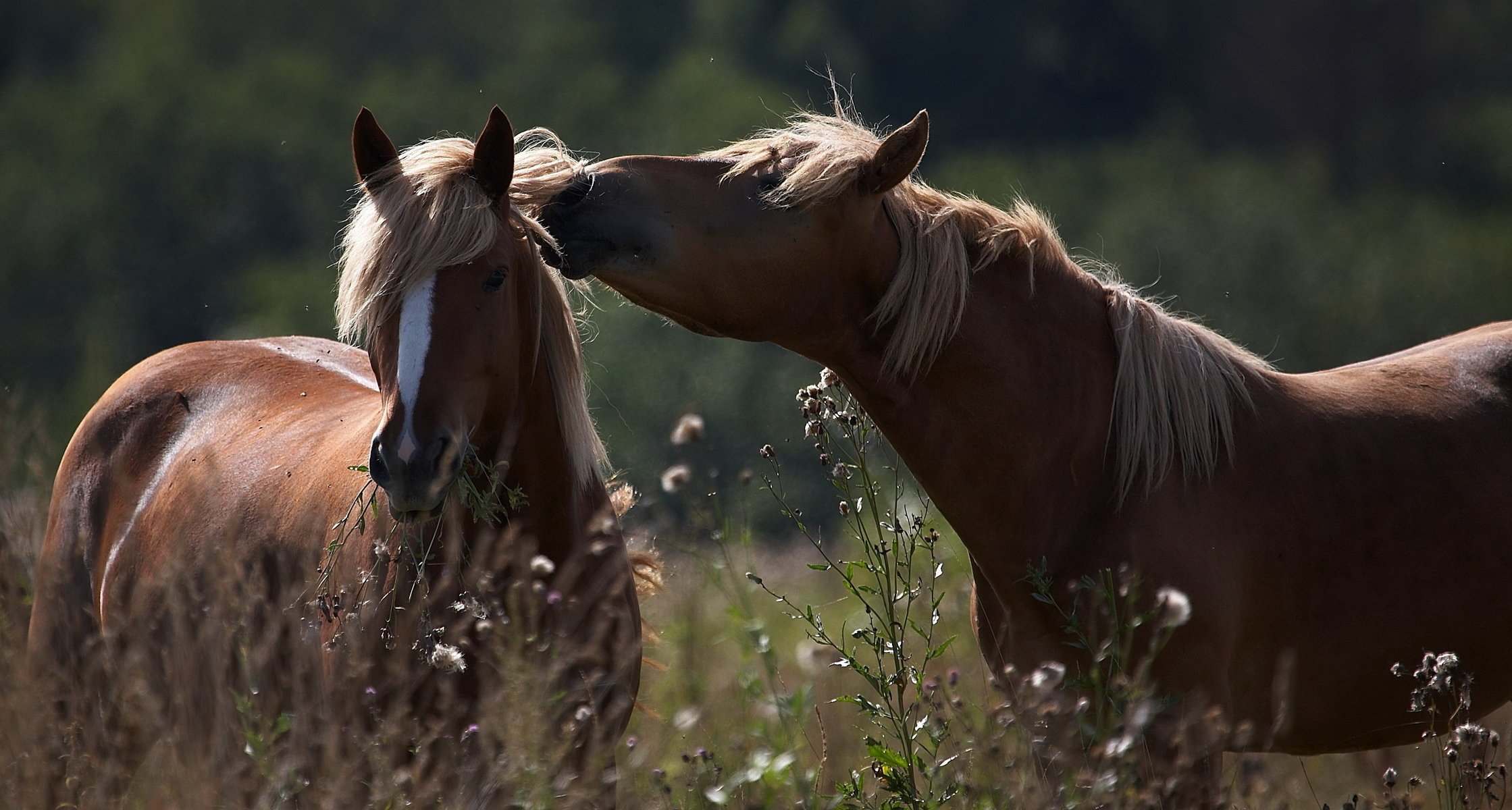 caballos hierba verano melena campo animales caballos sol