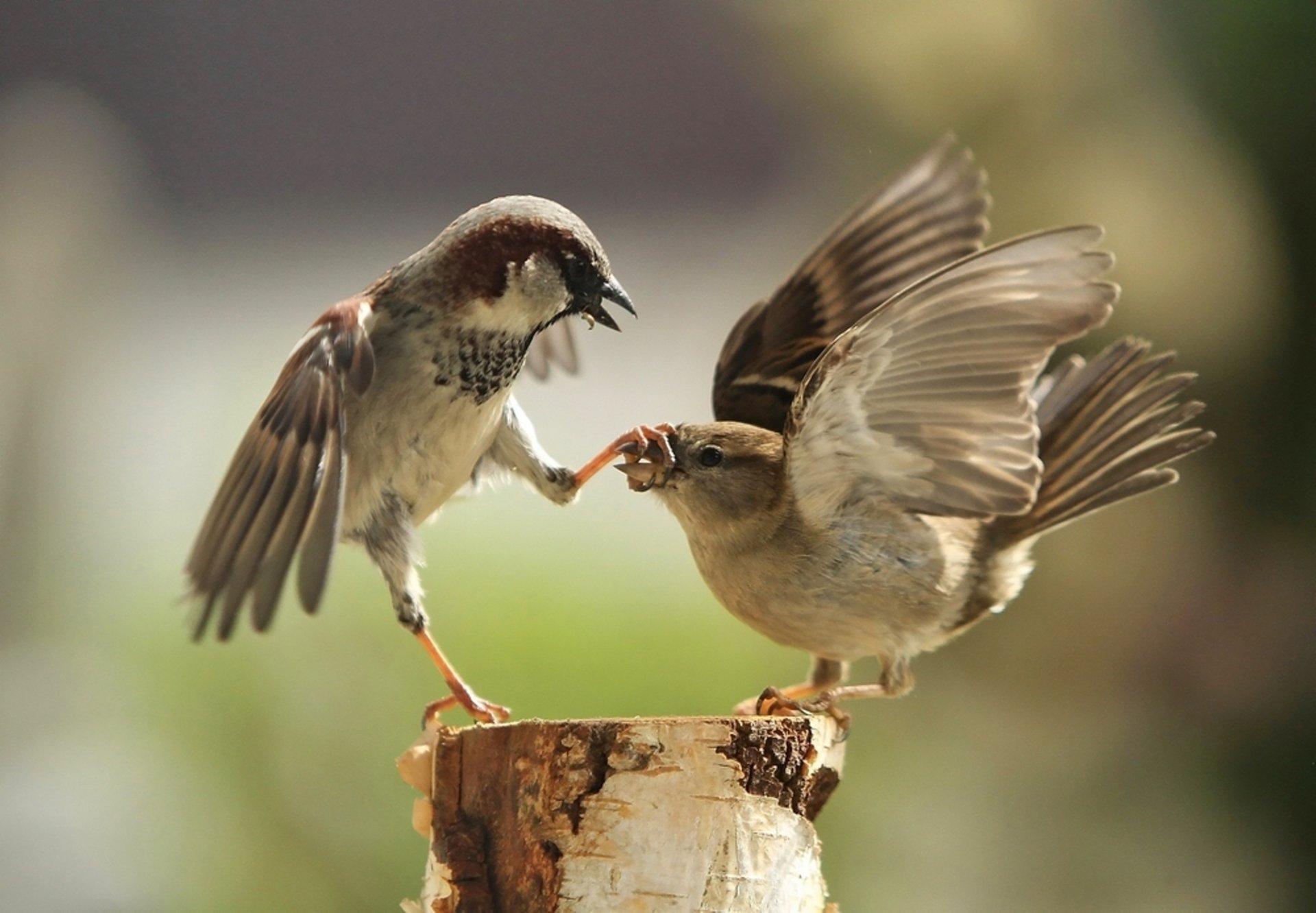 moineaux pattes bec souche jeu oiseaux à plumes