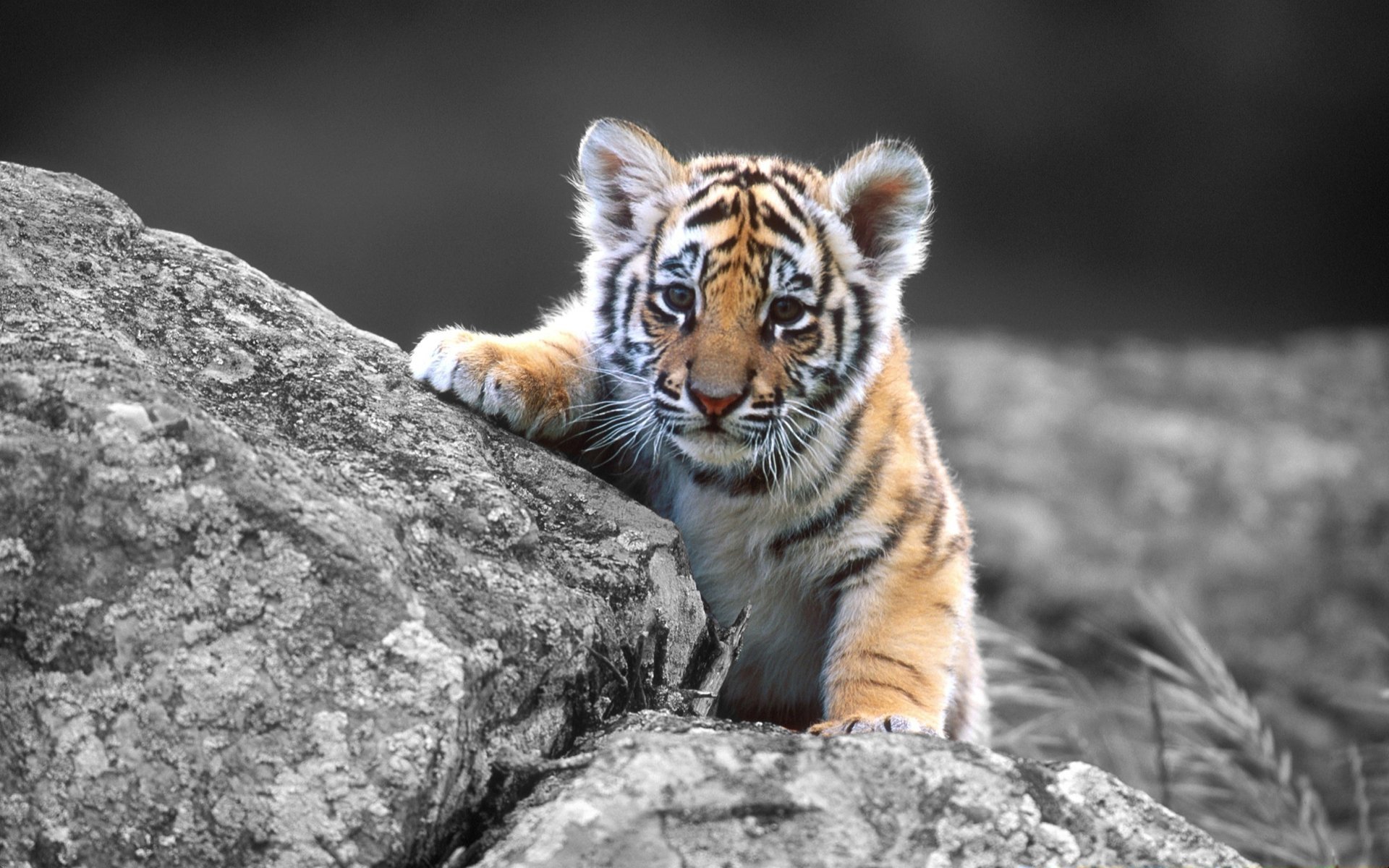 cachorro de tigre en la piedra bebé gato gato ojos