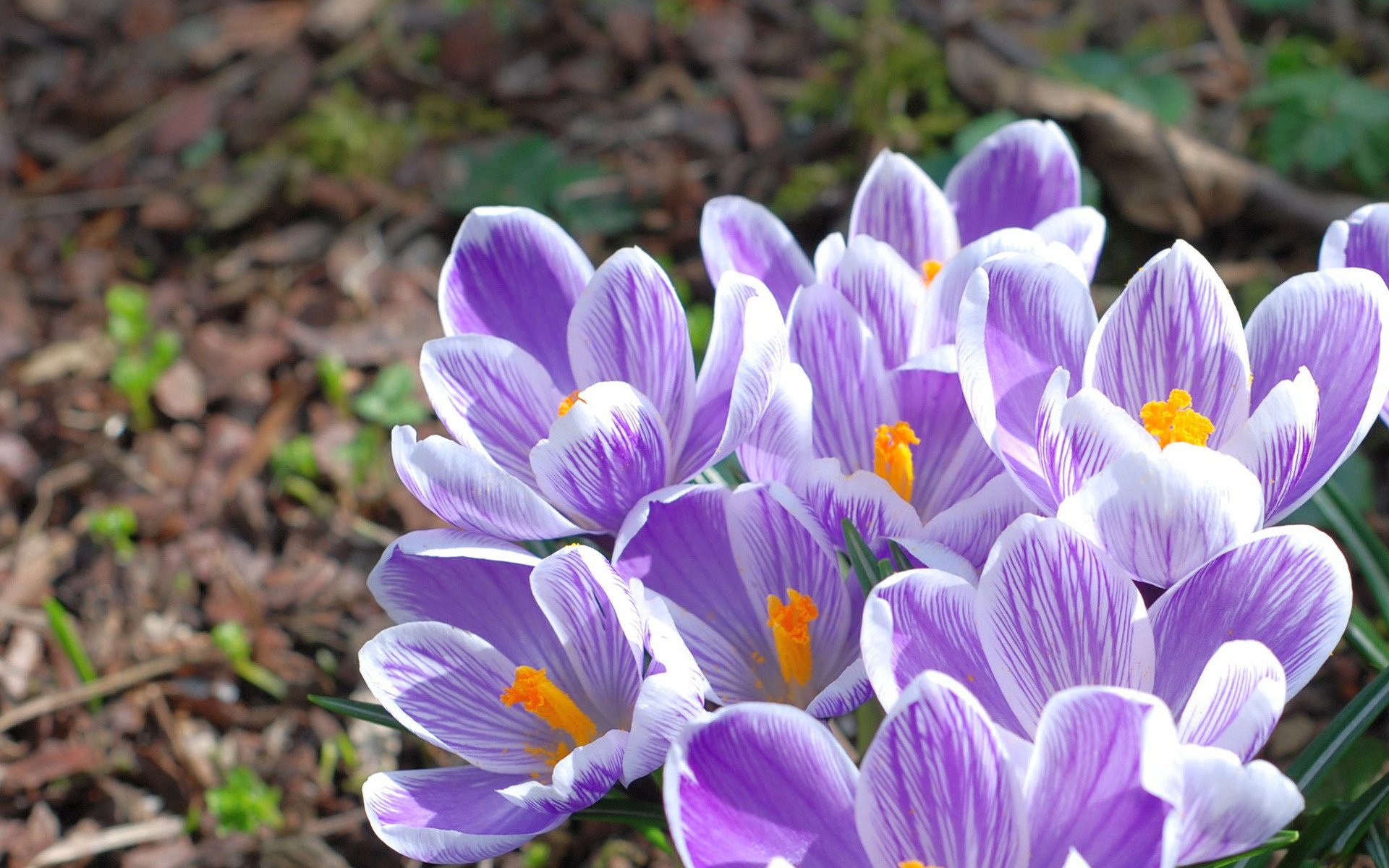 flowers macro crocuses primrose nature spring