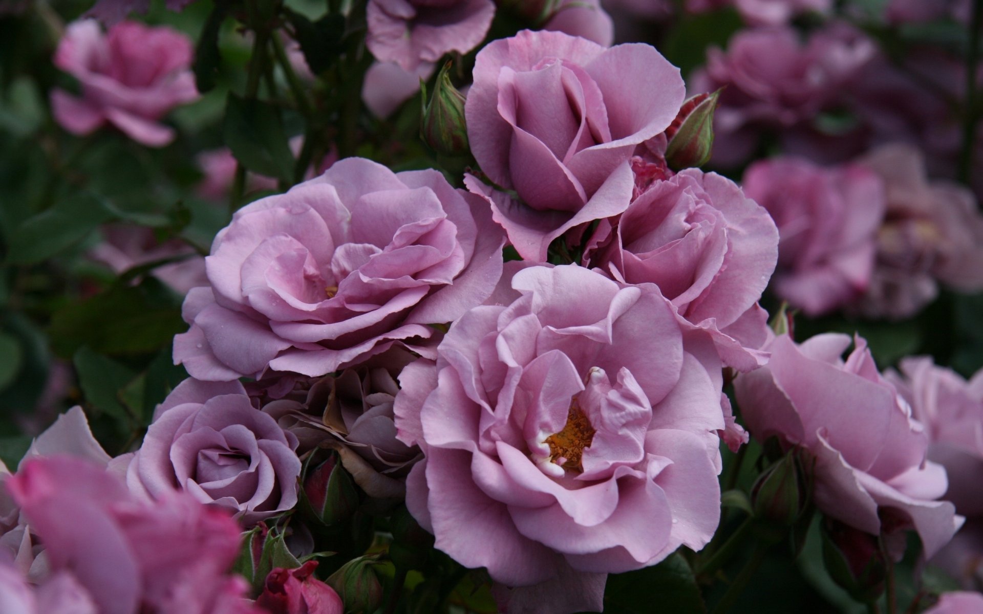 rosen blumen garten blütenblätter knospen rosa busch grüns