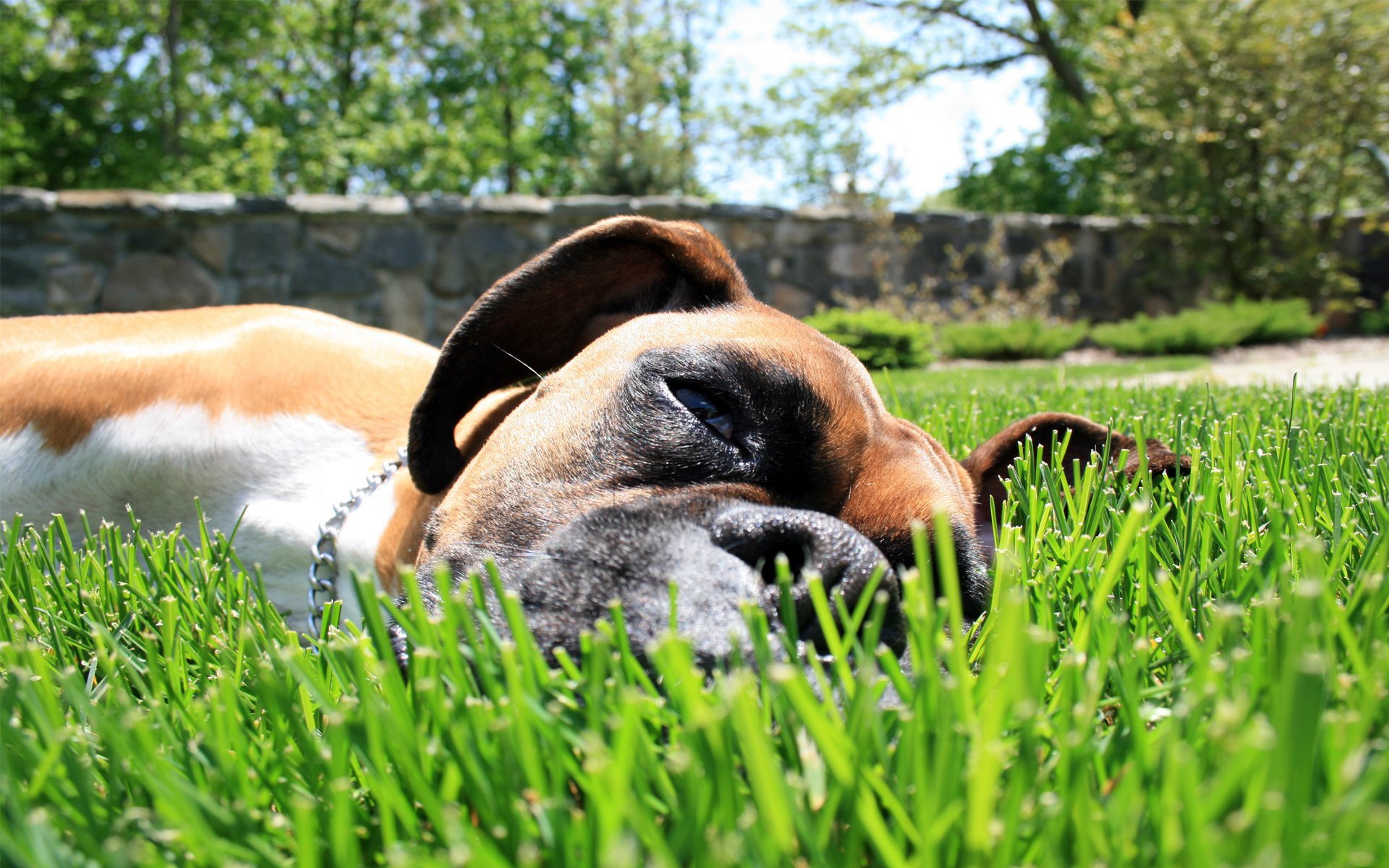 hund liegt auf dem rasen hund gras traurig boden foto sommer hunde tiere boxer