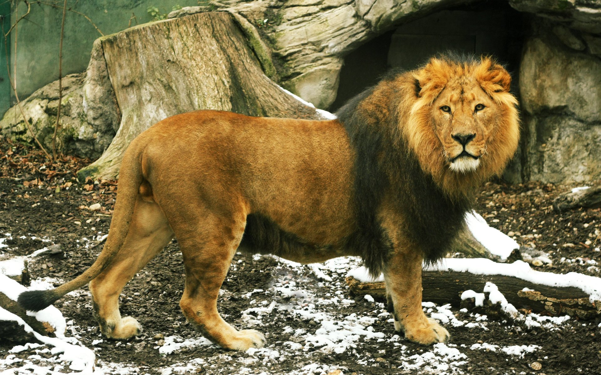 lion mane tail beasts gaze king animals feline predator