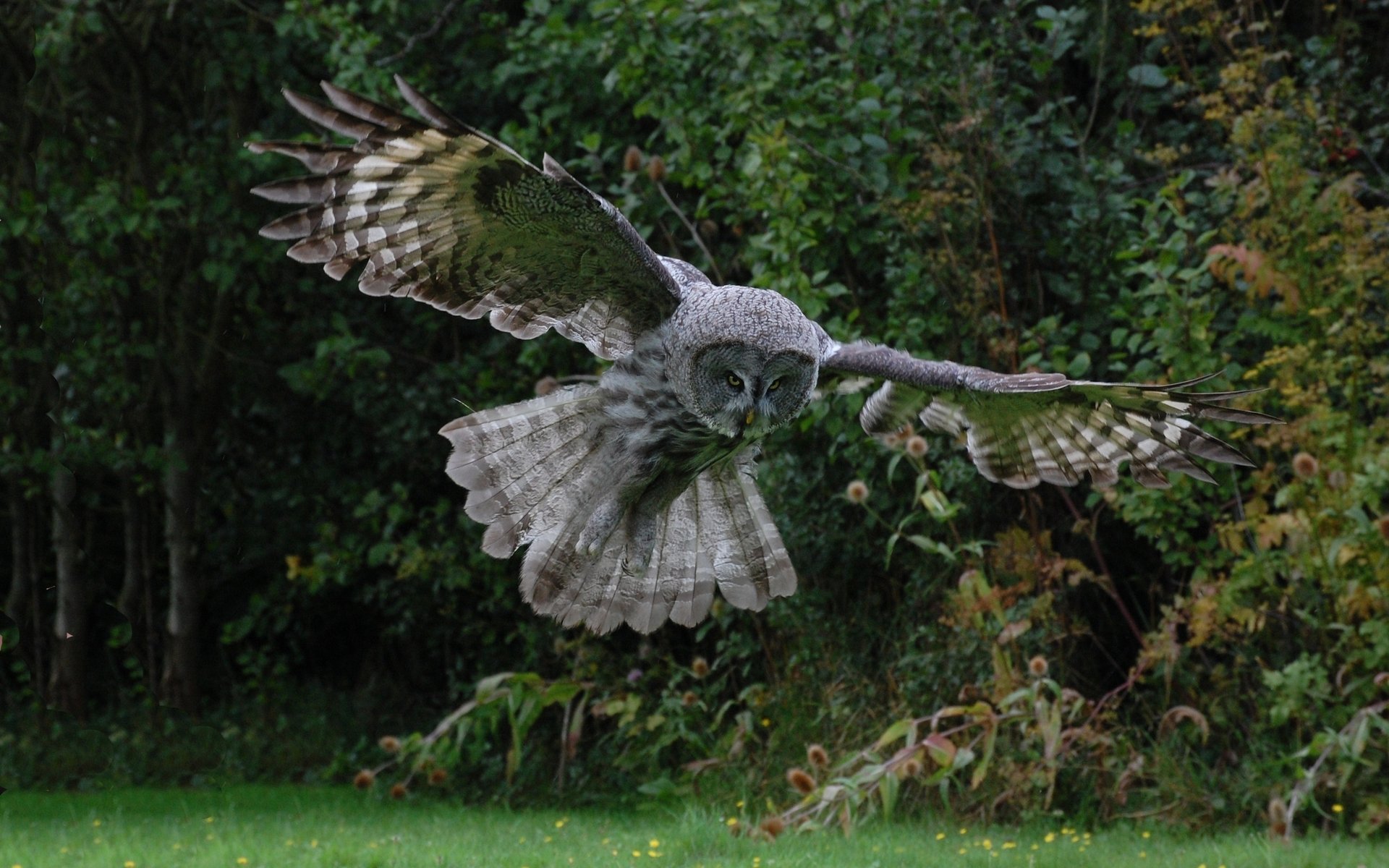 vogel eule fliegen federn flügel wald bäume grüns büsche vögel gefiedert