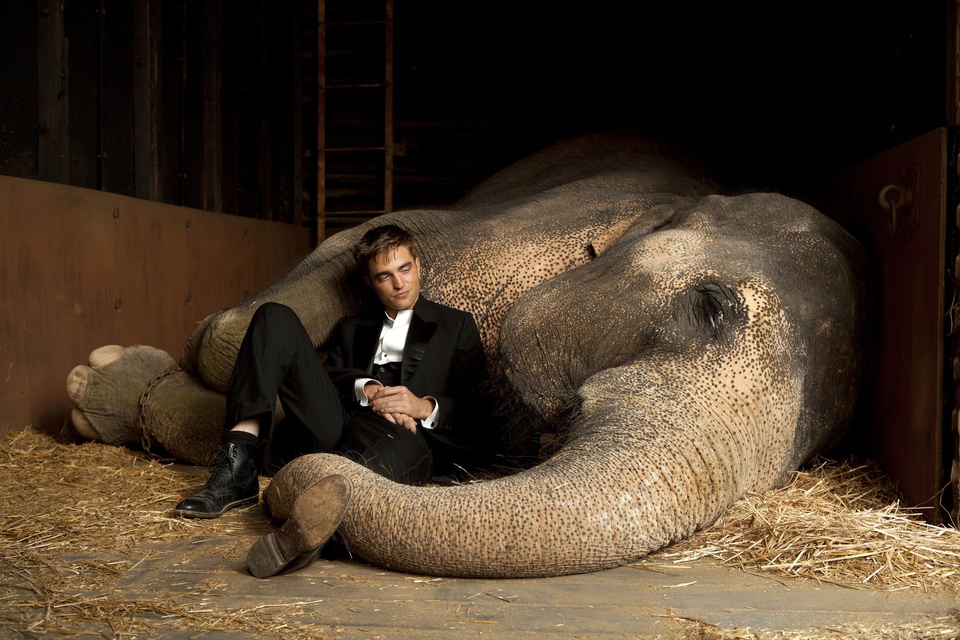 twilight water for elephants male robert pattinson animals elephants men look movie