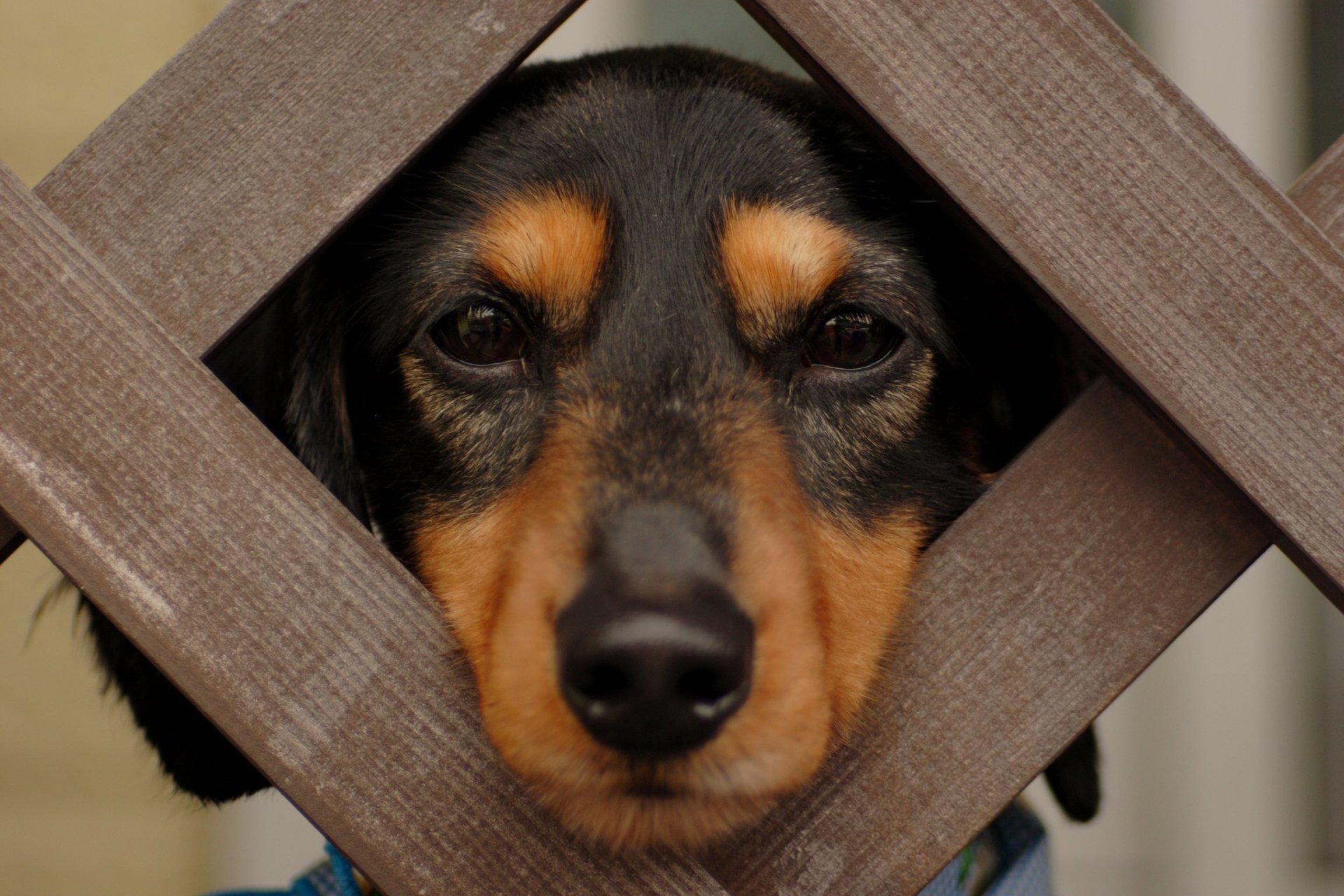 dachshund groot wool eyes nose muzzle sadness devotion gaze fence boards loneliness dog dog animal