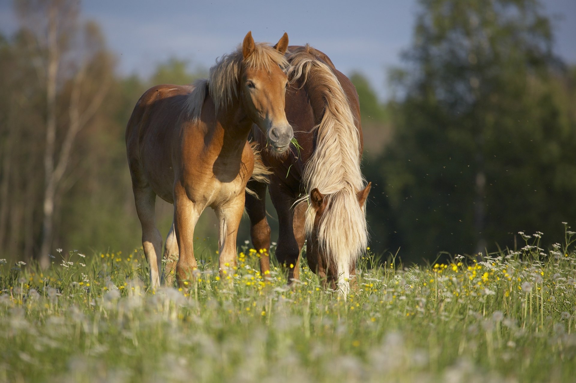 horses nature summer grass company pasture horses meadow animals horses ungulates nightingale