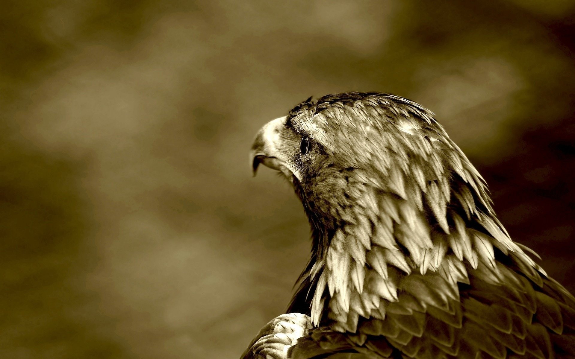 prédateur faucon oiseau animaux oiseaux vue yeux à plumes