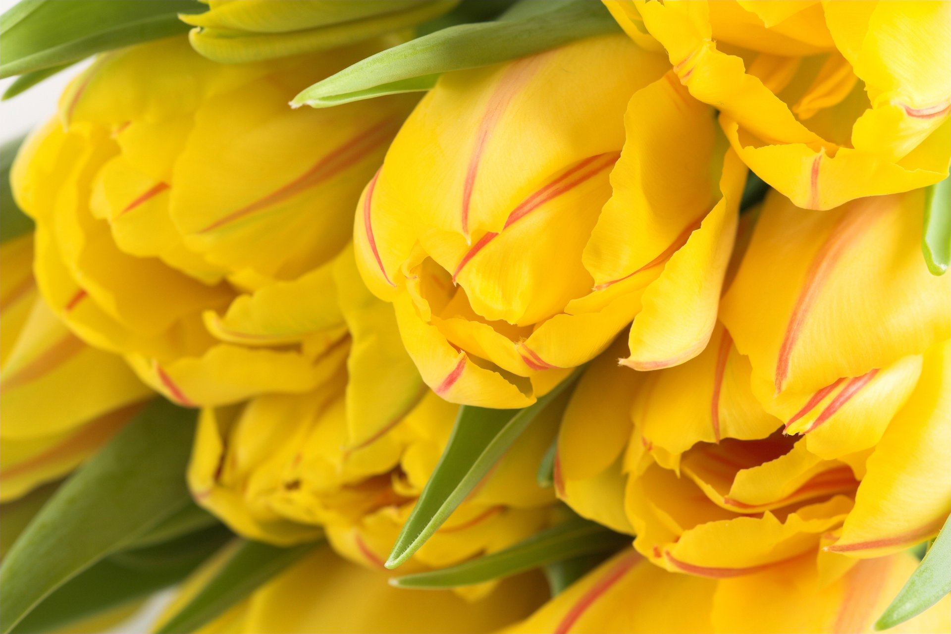 fiori molti giallo carta da parati primavera bud tulipani natura