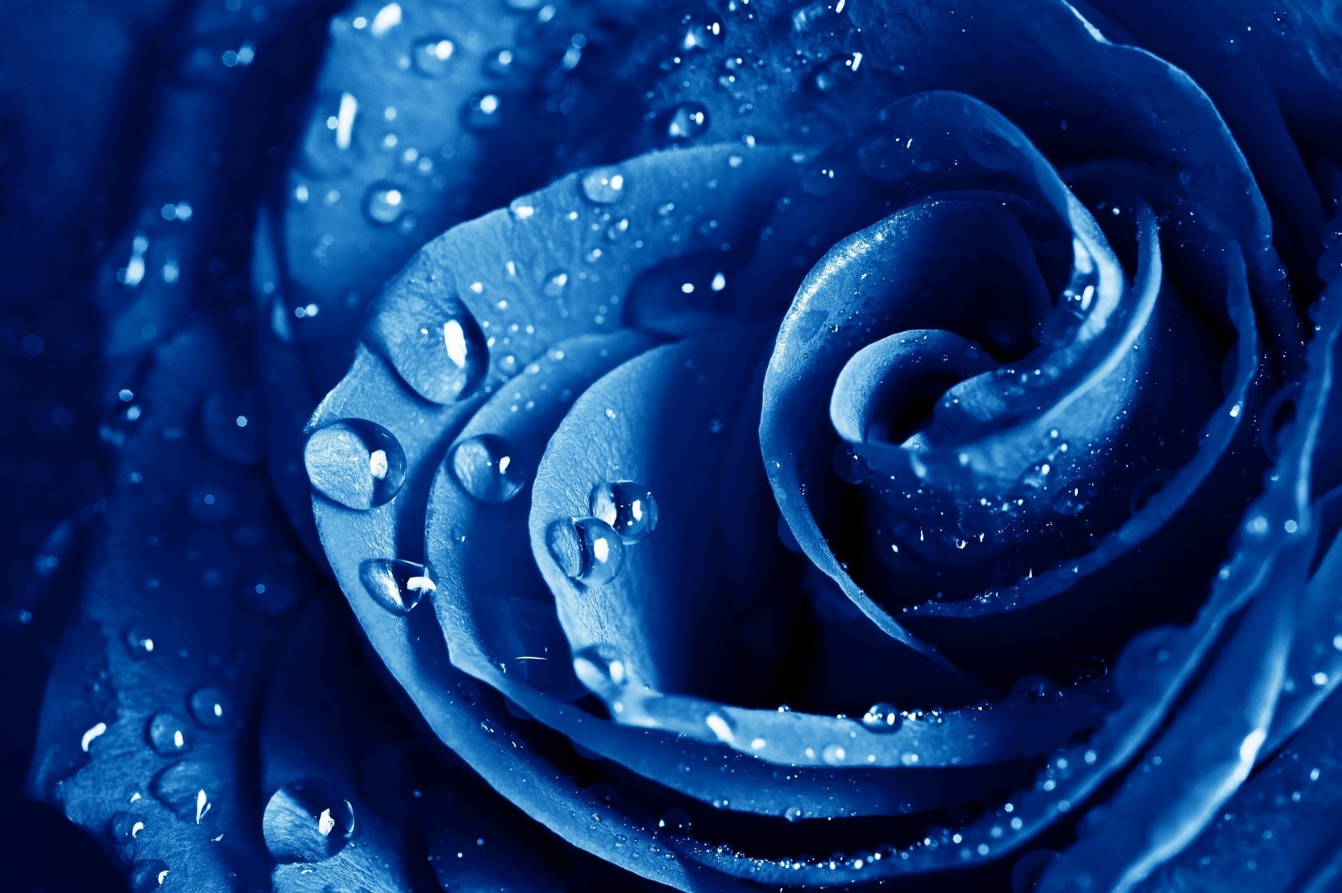 the blue rose fleurs macro rose bleu fleur rose bleue gouttes rosée pluie