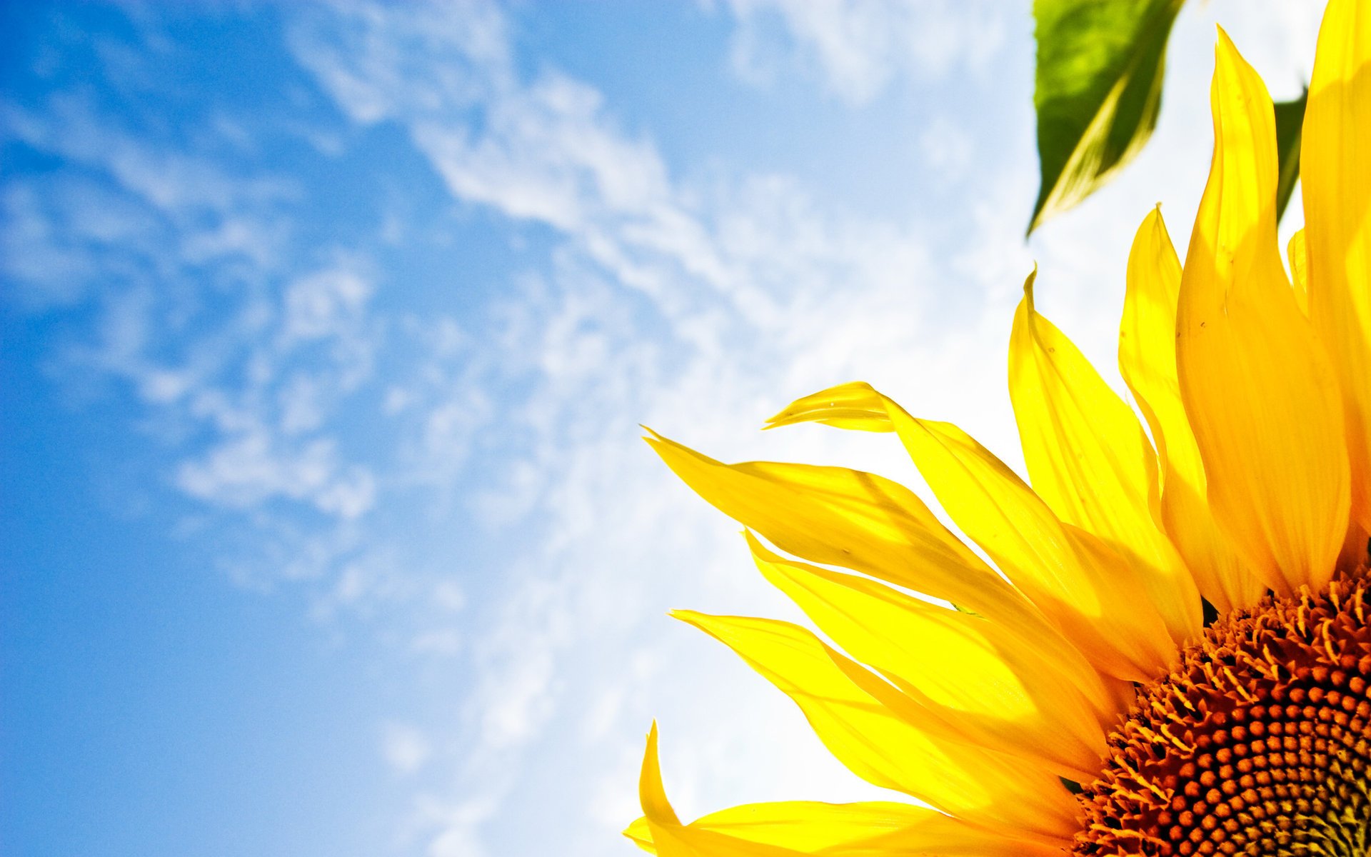 onyashnik the sky flowers sunflower