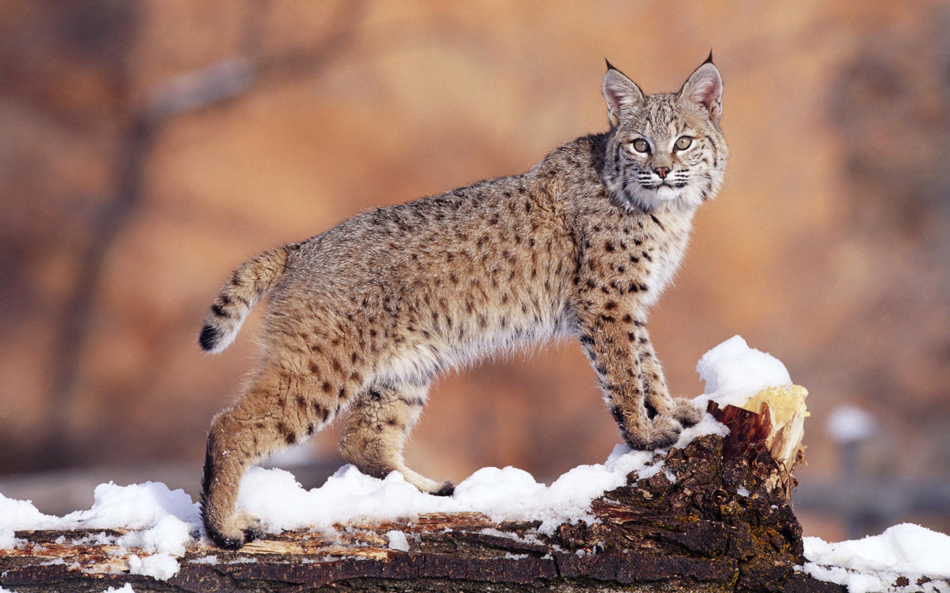 lince invierno nieve depredador mirada lana animales felino