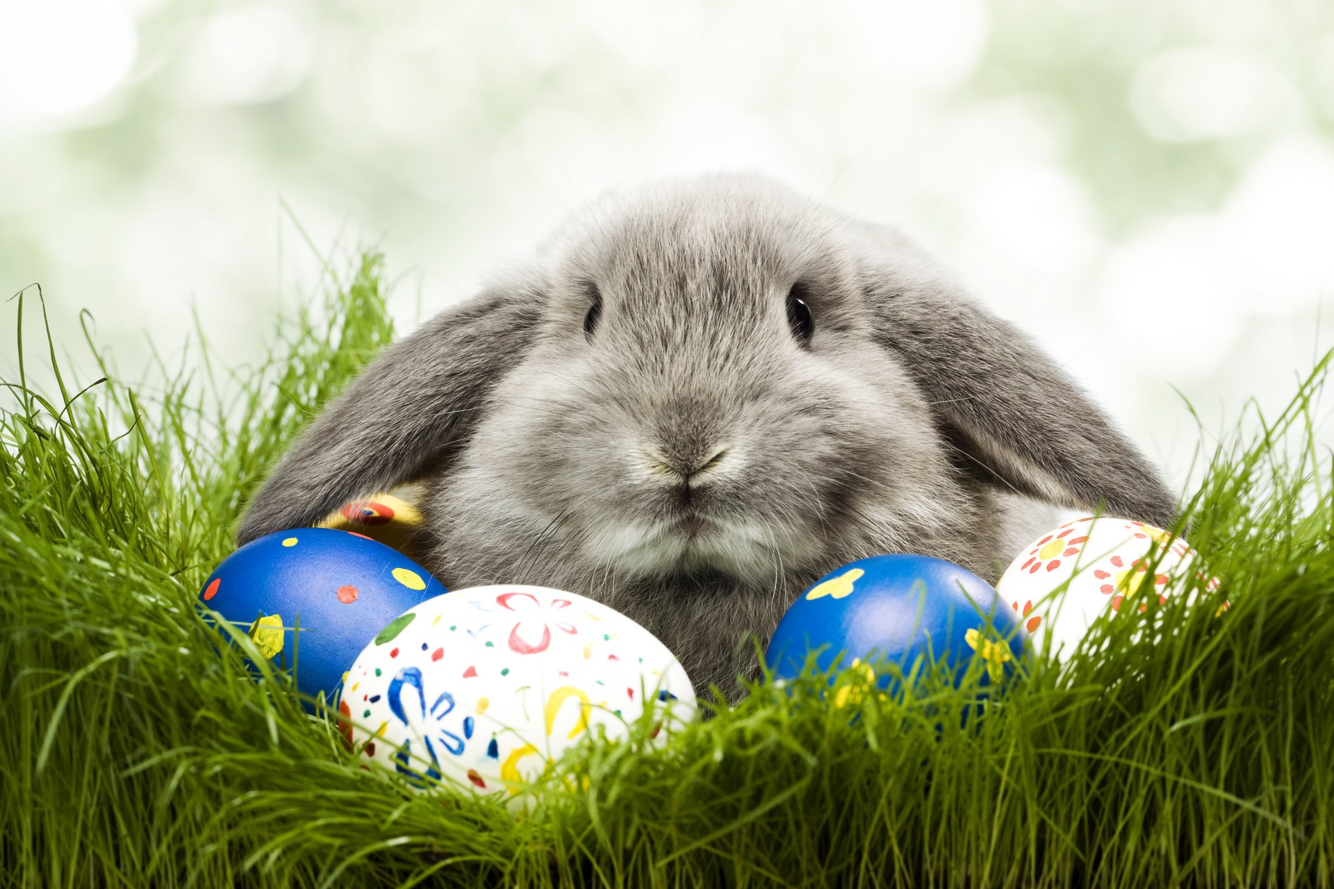 kaninchen ostern eier grüns gras feiertag färbungen pinselstriche tiere feiertage augen