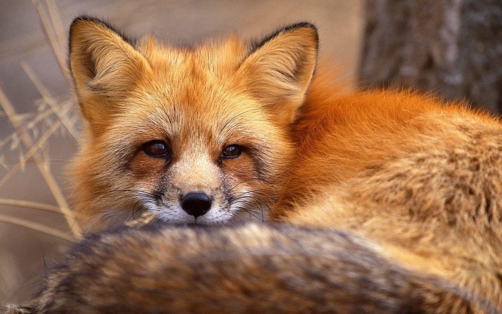 fuchs rotschopf list geist ohren schwanz augen blick tiere schnauze raubtiere