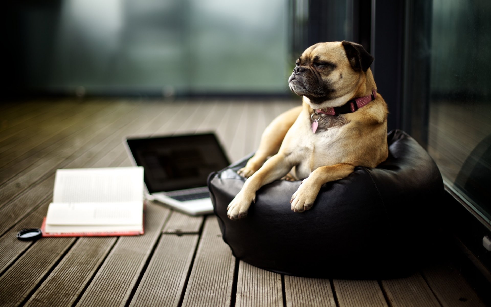 dog look pictures breed muzzle pug dog ottoman room laptop book creative joke laptop parquet book dark background tree pendant dogs animal