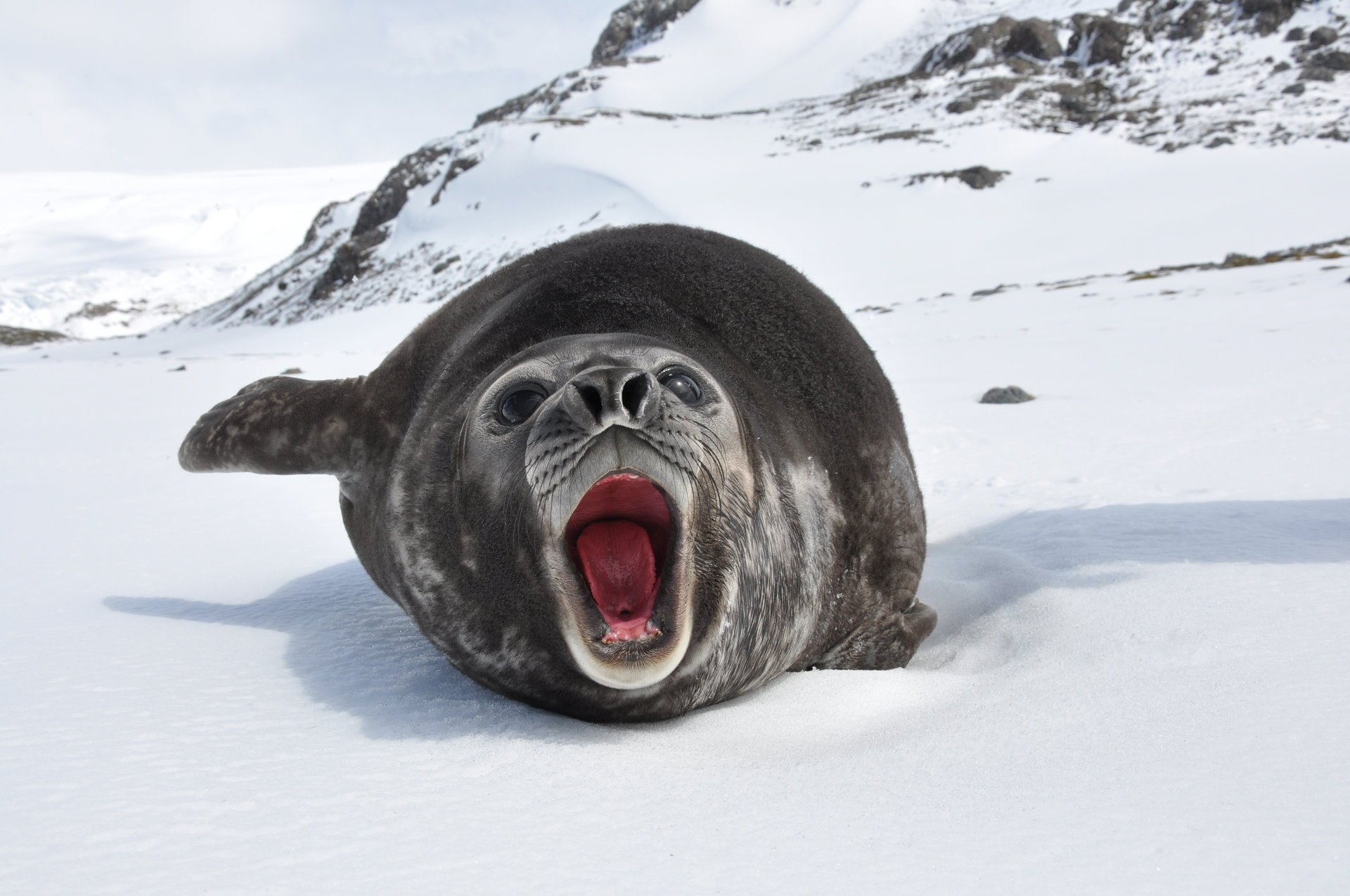 mirounga leonina elefante marino neve rocce ghiaccio oceano inverno animali