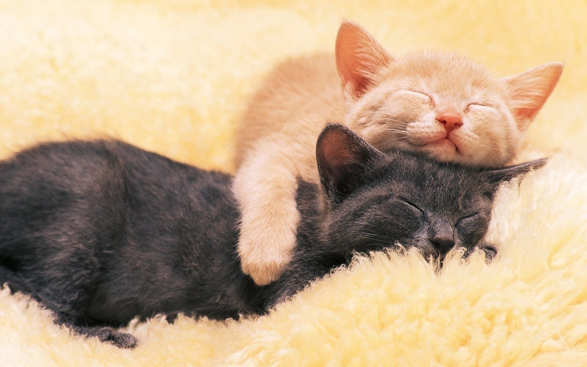 kätzchen katzen schwarz rot schlafen tiere katzen schlafen freundschaft katzen warm weichheit zärtlichkeit