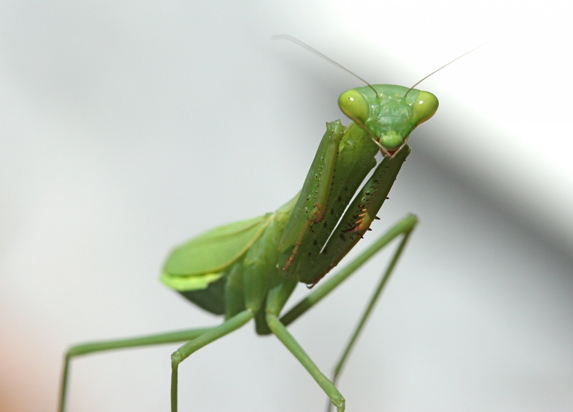 mantis green insect eyes animals macro