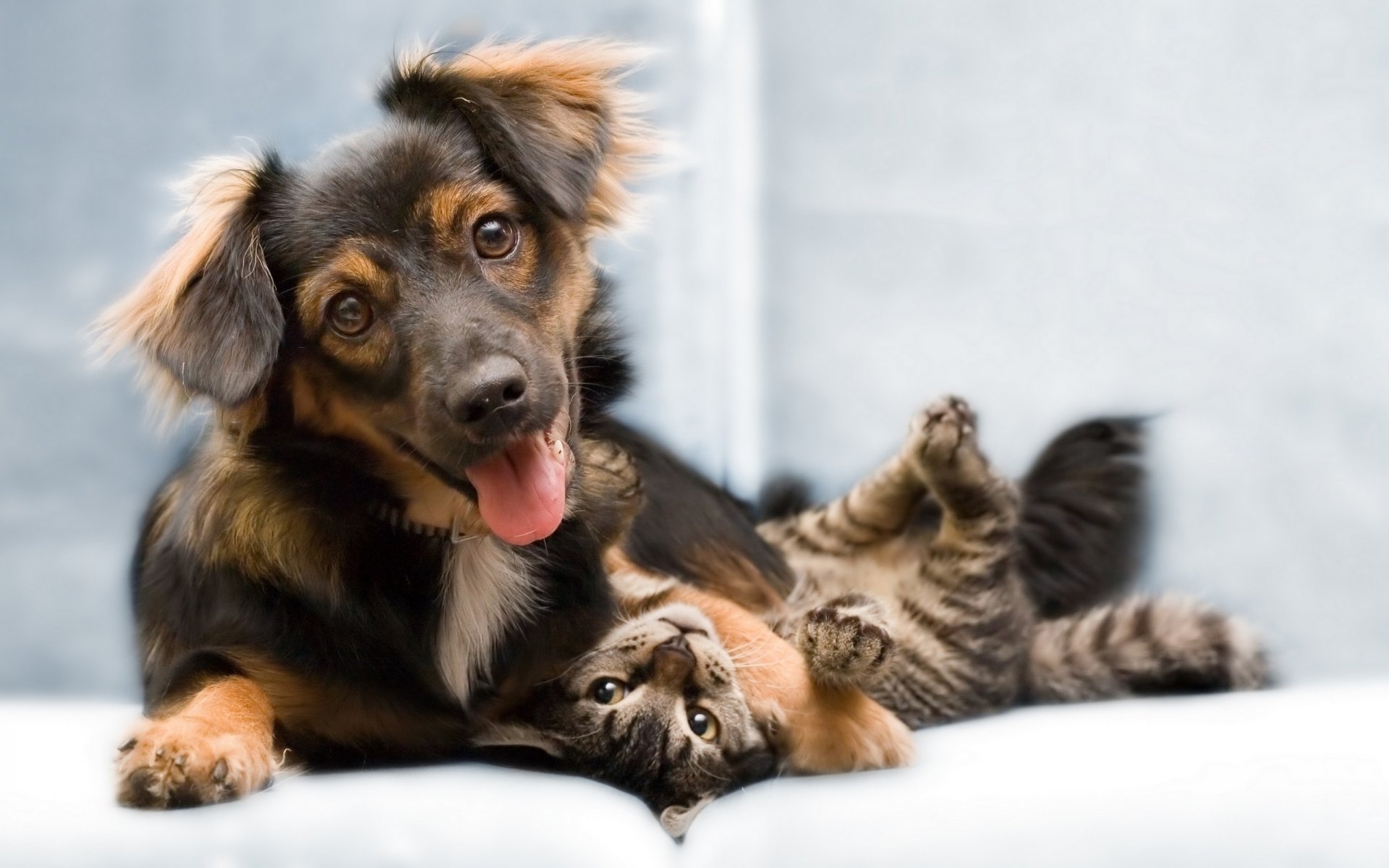 chien chat amis photo jeu joie animaux chiens regard yeux museau félin amitié gav-gav-ry-ry kis-kis-miaou-miaou