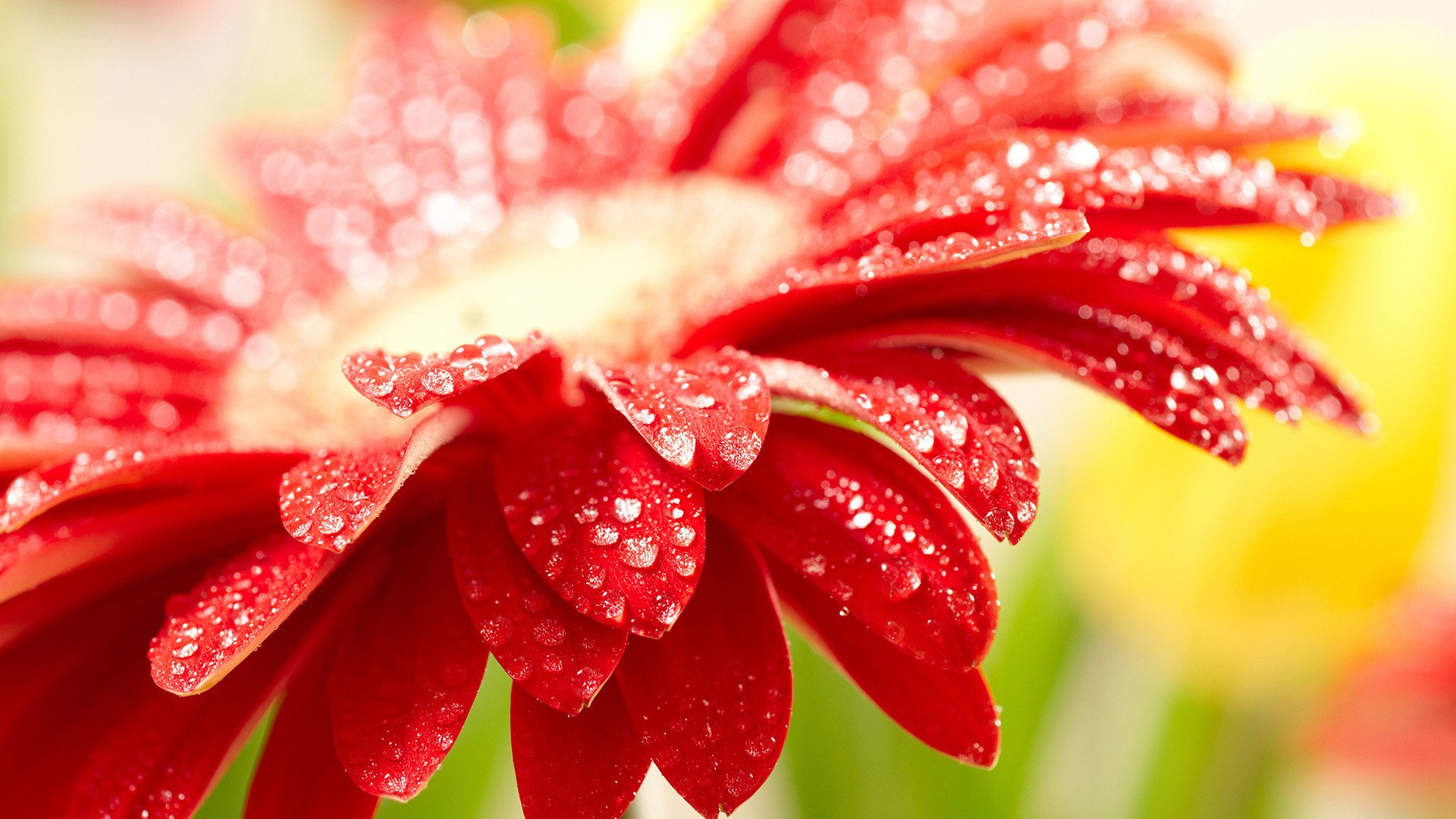 pétales pétales rouges fleurs rouge gouttes fleur gerbera rosée gros plan