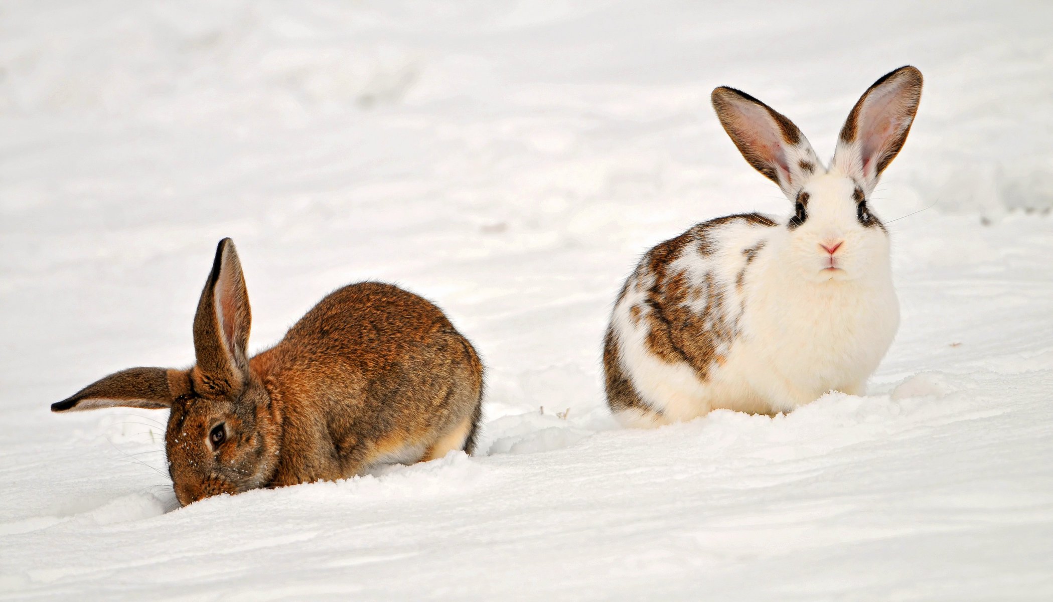 two rabbits in the snow animali coniglietti neve inverno derive