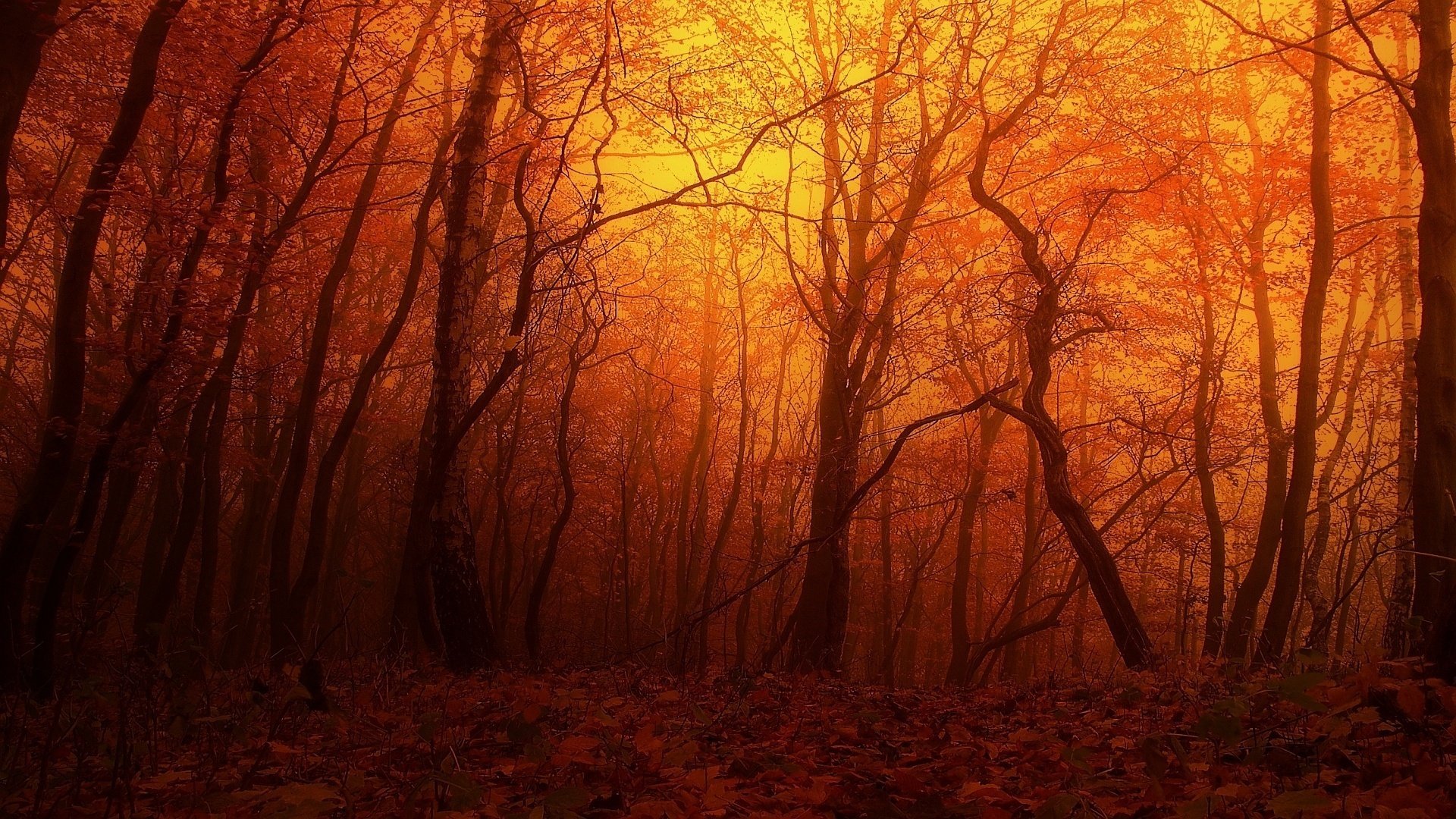 forêt rouge coucher de soleil automne arbres nature