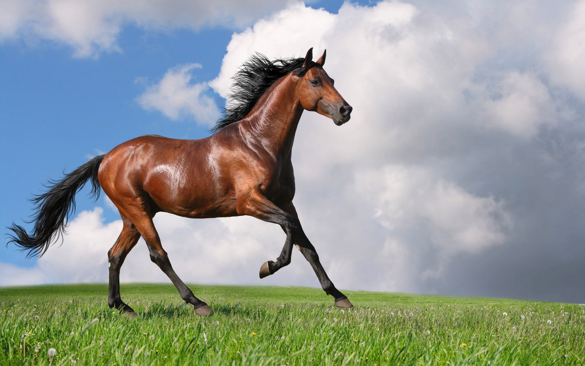 caballo caballo nido foto verano correr fuerza movimiento melena tierra campo cielo nubes animales caballos ungulados