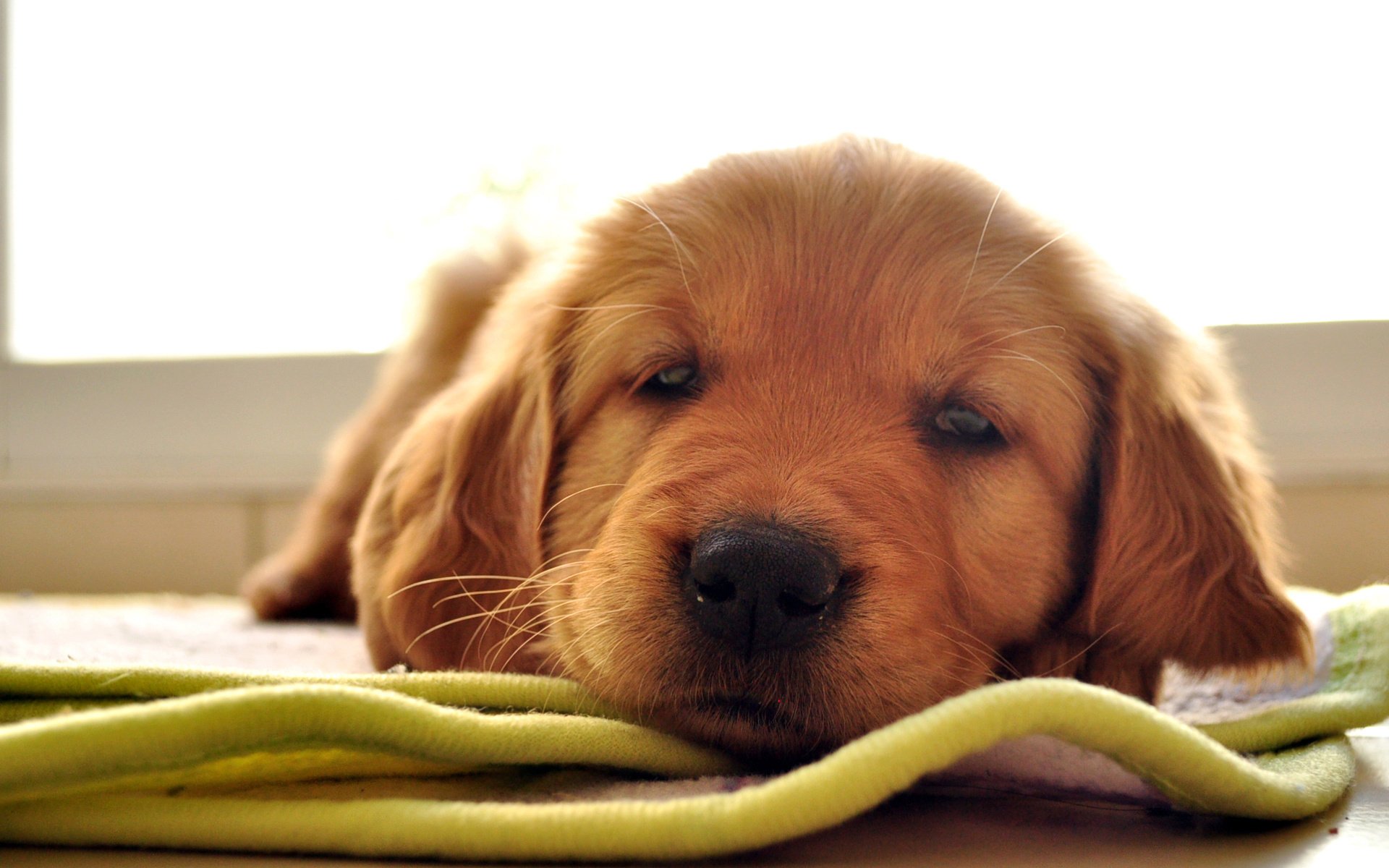 perrito cachorro mirada labrador retriever estera animales perros ojos hocico mente fidelidad amigo