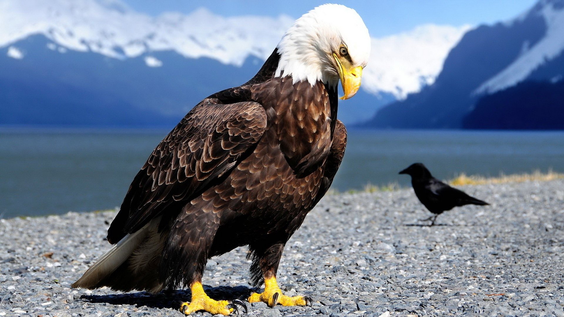 aves plumas garras enfoque pico tamaño águila cuervo piedras montañas mar nieve orgullo vista animales plumas