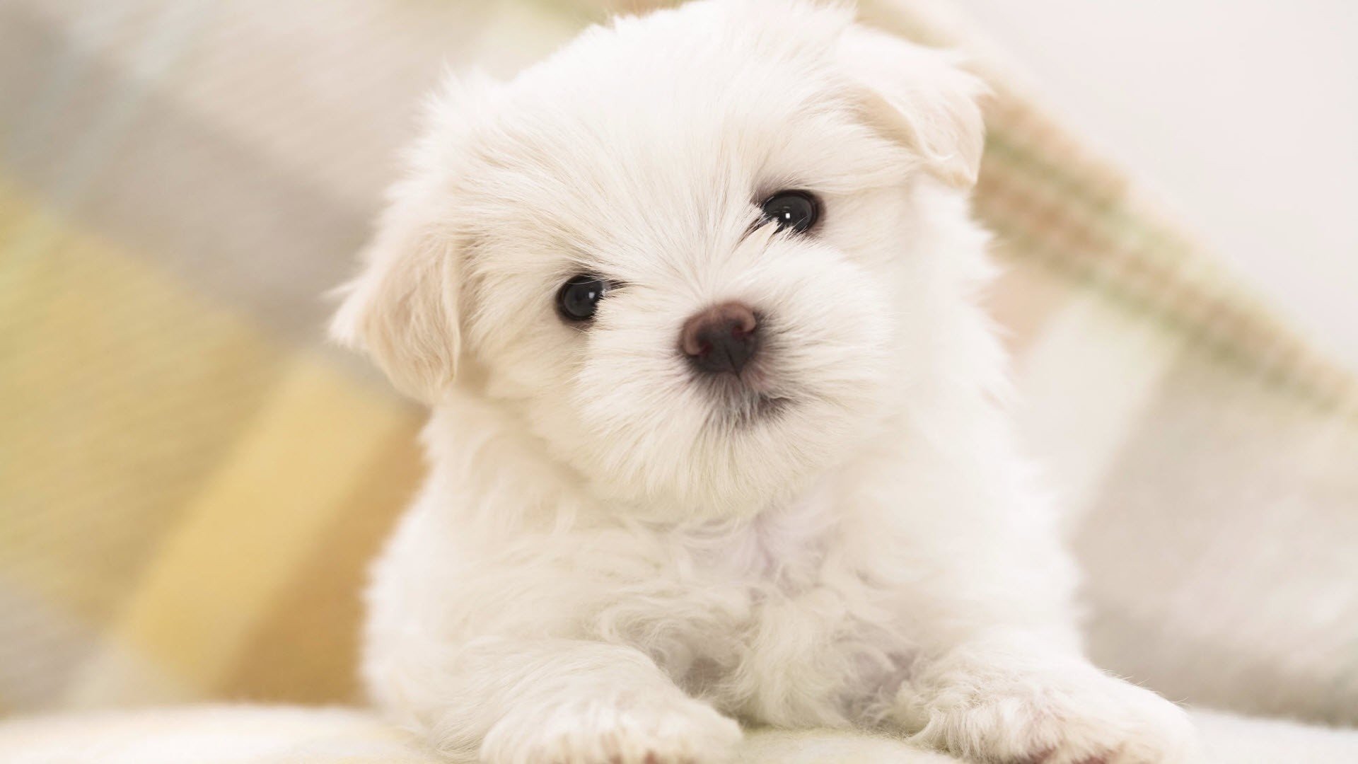 cachorro fondo de pantalla lindo mirada ojos pico foto animales perros hocico