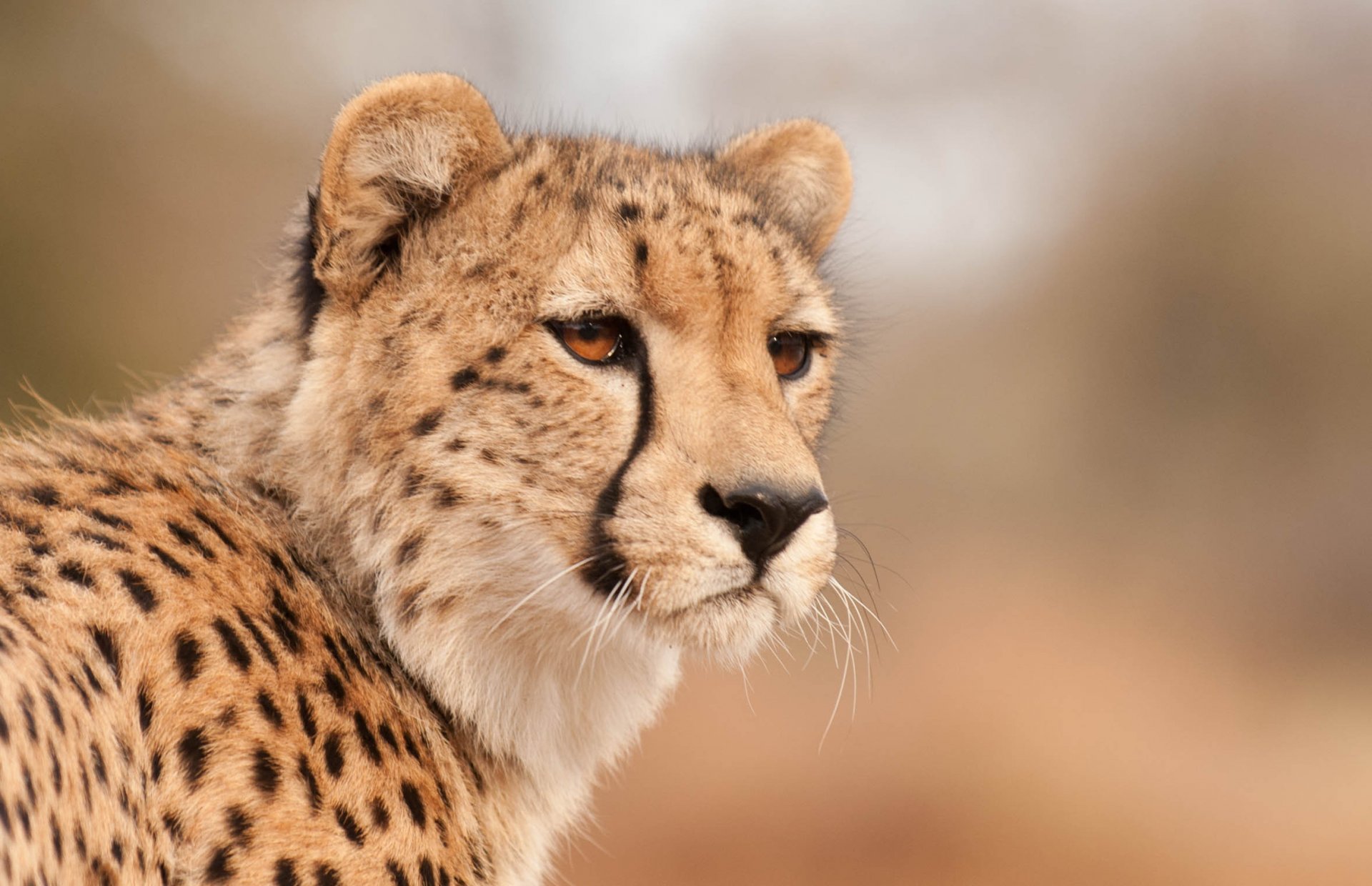 ghepardo muso guarda sguardo occhi predatore sfondo caldo predatori animali felino macro