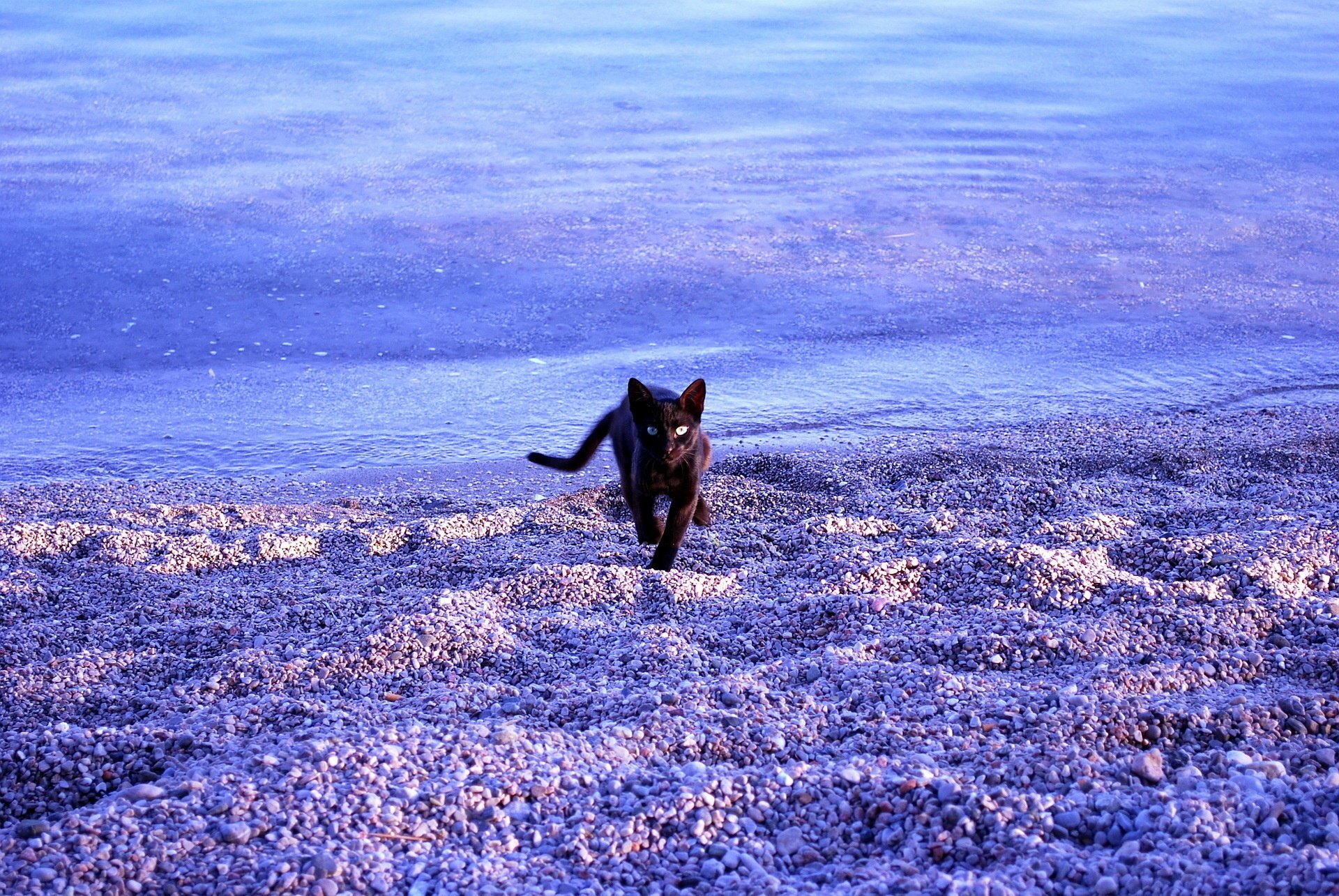 chat plage mer pierres eau chat noir animaux félin